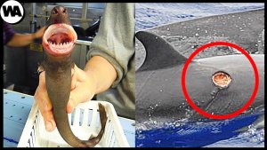 Cookie Cutter Sharks – More Fierce Than You Could Imagine