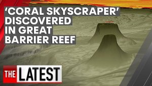 Coral Reef Skyscraper Discovery Amazes Scientists