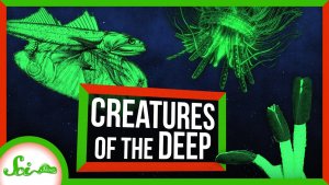 Bizarre Discoveries From The Deep Sea Challenge our Understanding