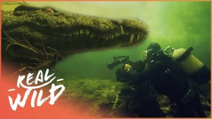 Diving Dangerous Crocodile Caves Of The Nile