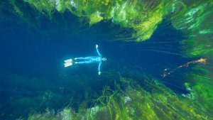 Freediving Crystal Clear Sinkholes