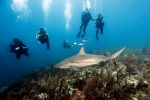 Cuba Is A Scuba Divers Dream
