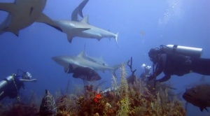 Dive Cuba – Explore Untouched Reefs, Sharks & Crocodiles of Cuba [Video]