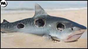 Dangerous Animals – Often Overlooked – Prey And Pest Other Marine Animals