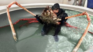10 Most Dangerous Crustaceans To Know About