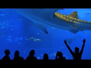 Discover Okinawa’s Underwater Paradise [Video]