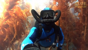 Dive Catalina Island’s Kelp Forests
