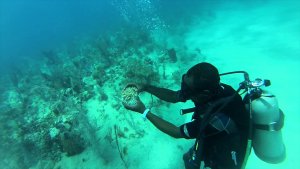 Dive Guide Touching Marine Life 