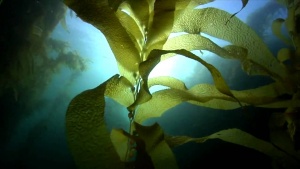Dive The Kelp Forests off California’s Coast [Video]