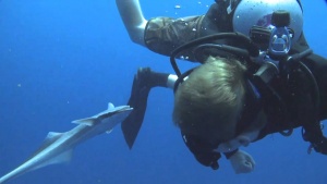 Diver Attacked by Remora [Video]