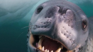 Scuba Diver Encounters Massive Deadly Predator