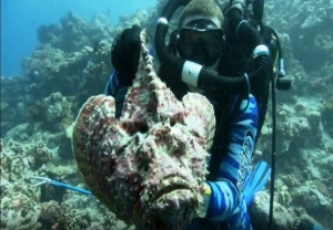 Be very Careful Around This Odd Looking Fish [Videos]