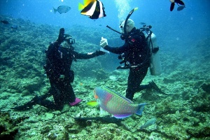 Cousteau’s Favorites For Your Diving Bucket-List