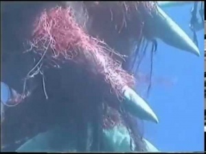 Divers Rescue Sperm Whales [Video]
