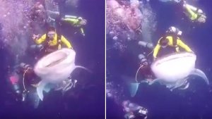 Divers Riding Sharks Are In Trouble