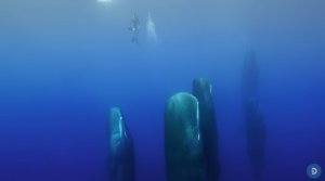 Diving With Sleeping Sperm Whales