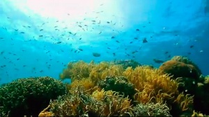 Diving the Great Barrier Reef