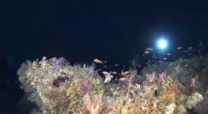 Diving The Ocean’s Twilight-zone [videos]
