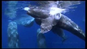 Diving With Sperm Whales That Could Easily Eat Them 