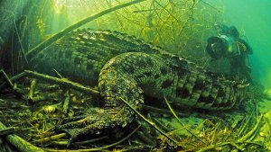 Diving With Crocodiles – Massive 1500+LB Crocodiles
