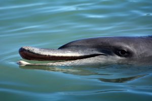 The Shocking Dark Side of Dolphins