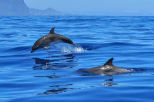 New Ability Discovered In Dolphins