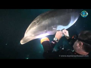 Dolphin Asks Diver For Help (Video)