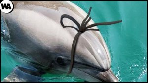 Dolphin Threats and Dangers