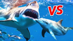 Shark VS Dolphins in Human Encounters.