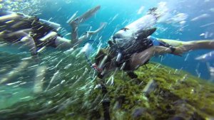 10 Amazing Drift Diving Sites  [Videos]