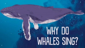 Ever Wonder Why Whales Sing? [Video]