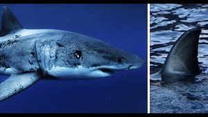 Experience The Huge Great White Sharks of Guadalupe