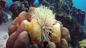 Fantastic Diving in Bonaire w/ Diver Accident Profile 