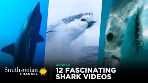 12 Fascinating Shark Videos Reveal Mysteries About Sharks