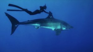 First Free Dive With a Great White Shark 