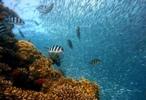 Intro to Underwater Photography