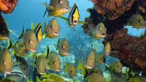 Fish Are Found To Sing Like Birds At Dusk and Dawn [Video]