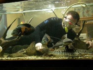 Dive Your Own Fish Tank?