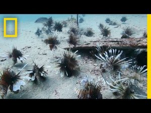 Florida’s Fight Against The Lionfish Invasion 