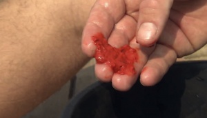 Following The Orange GOO For Whales? [Video]