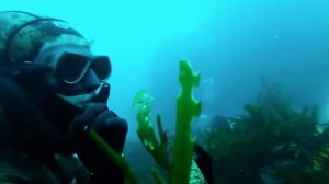 Freedivers Trick and Terrify Scuba Divers