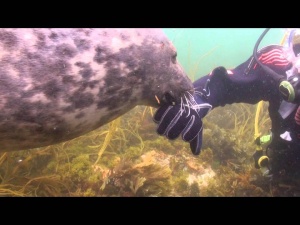 Friendly Seal Falls In Love With Scuba Diver (Video)
