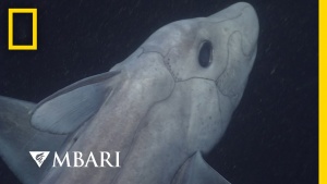 Ghost Shark Discovery 