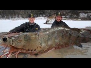 Giant 320 LBs Shrimp Catch 