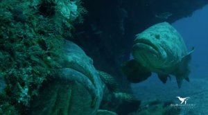 Giant Fish On The Rise – Warnings For Divers and Swimmers