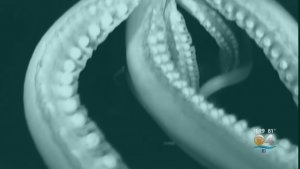 Giant Squid – Proof Revealed