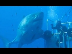 Gigantic Great White Shark (Video)