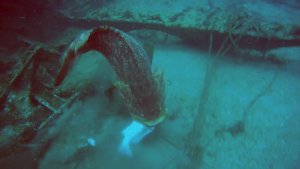 Goliath Grouper Challenges Spear Fisherman