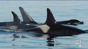 Grandmother Orcas Are Critical To The Survival of Young Orcas