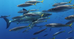 Great White Sea – The True Nature Of Great White Sharks – A Video